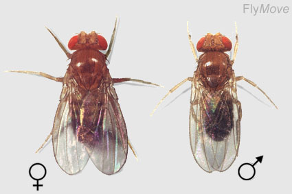 Drosophila Melanogaster Life Cycle. What is Drosophila? flies