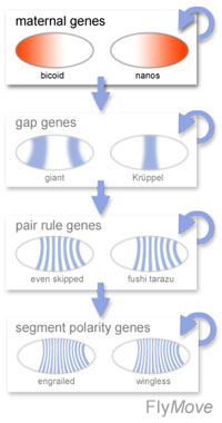 Maternal Genes Bicoid and Nanos Control Early Differentiation and Activation of Zygotic Genes